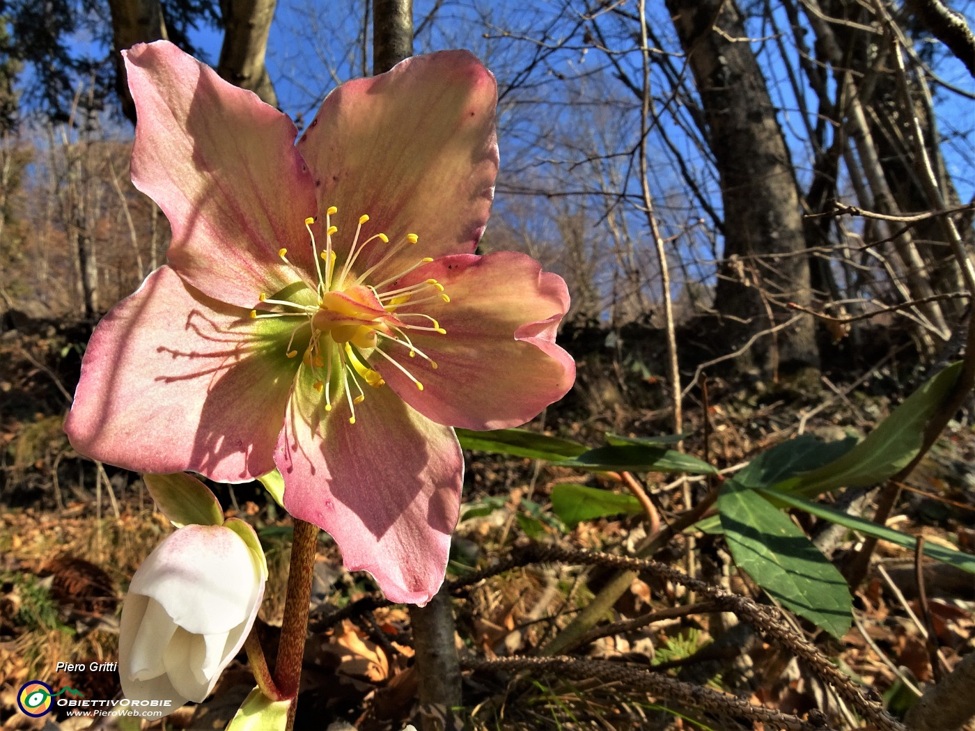 21 Ellebori in fiore sul sent. 561 percorso ad anello.JPG